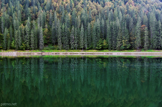 Image of a coniferous forest and its reflection in the water of Montriond lake