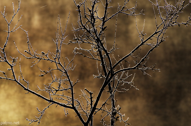 Photo de branches d'arbres givrées éclairées par la lumière d'un matin d'automne