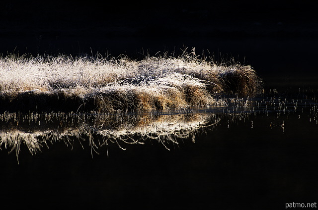 Image of the first sunrays on the frosted vegetation around lake Genin