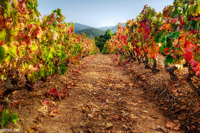 Photo HDR d'un champ de vigne en automne