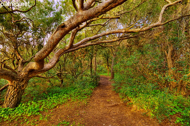 Photo HDR d'un chemin forestier sur la Presqu'le de Giens