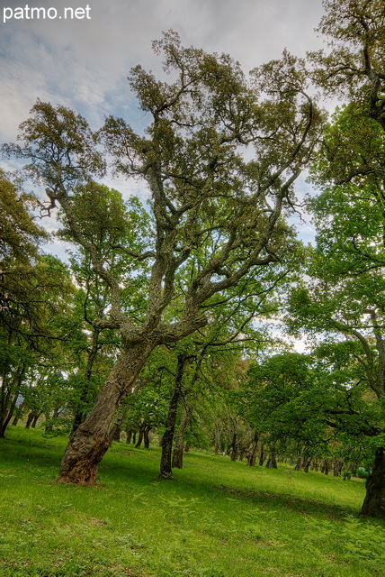 Photo HDR d'une fort de chnes liges dans la Plaine des Maures