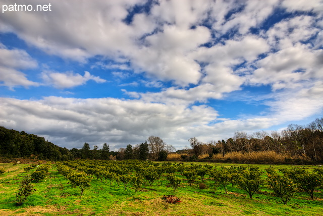 Image HDR d'un ciel nuageux au dessus d'un verger de clmentiniers en Corse