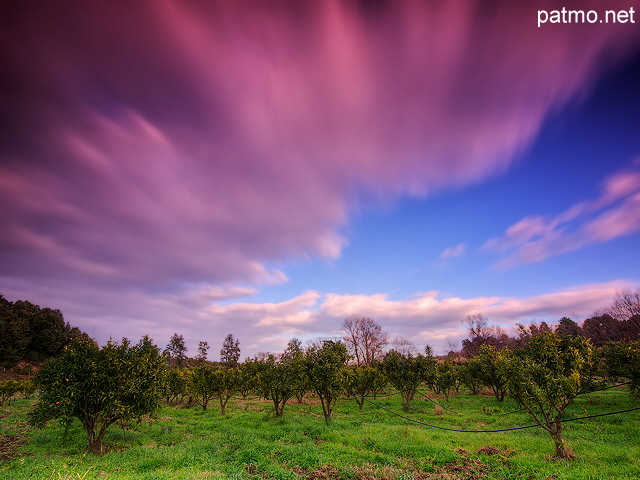 Image of an orchard in dusk light