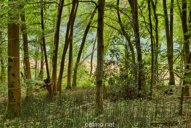 Photographie d'une forêt de printemps sur les bords du Rhône