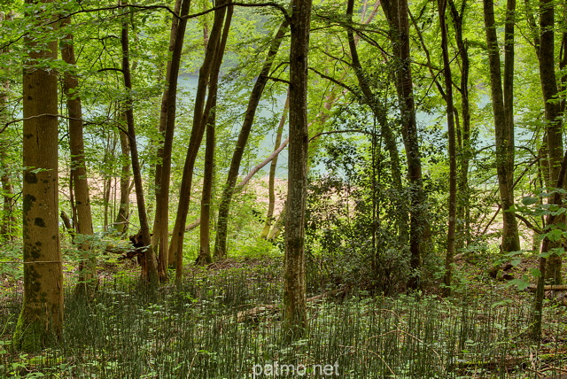 Photographie d'une fort de printemps sur les bords du Rhne