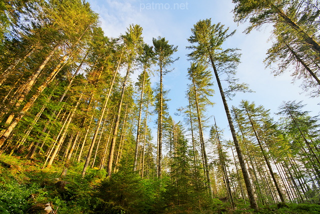Photograph of pien trees in Valserine forest