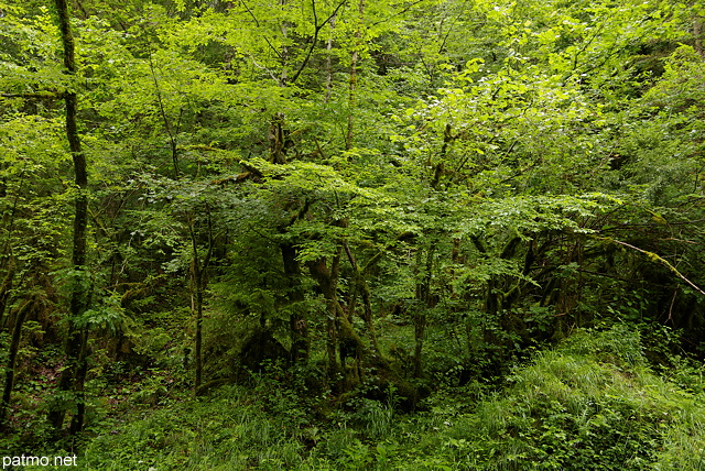 Image de forêt luxuriante dans les montagnes de l'Ain