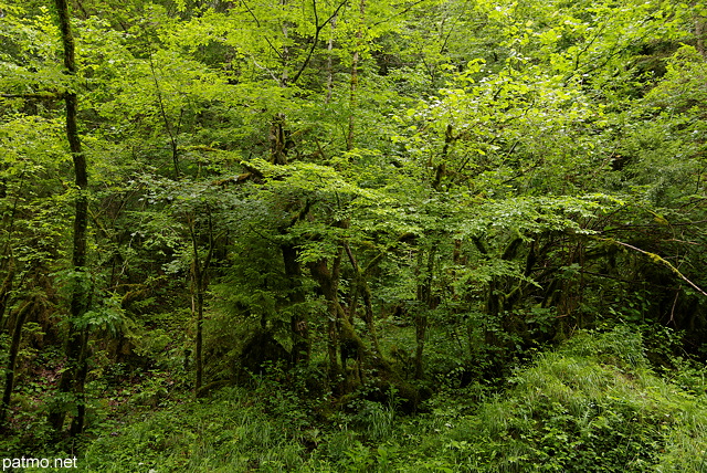 Image de fort luxuriante dans les montagnes de l'Ain