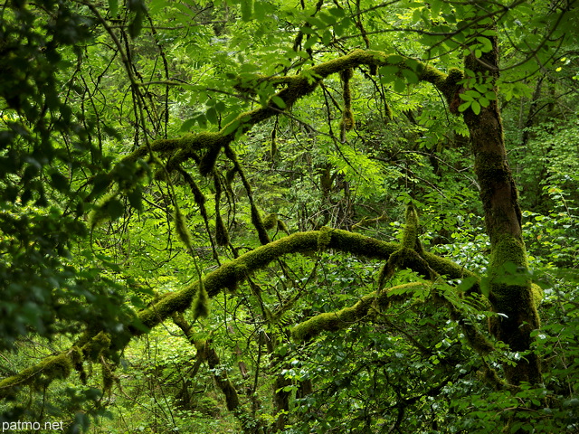 Photo d'une forêt moussue et verdoyante après la pluie