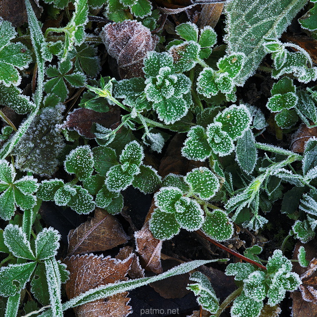 Image de cristaux de givre sur la vgtation d'automne