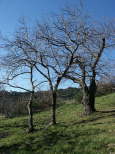 chataigneraie du massif des maures