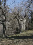 photographie de chtaigniers du massif des maures