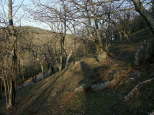 photo de la chtaigneraie du massif des maures