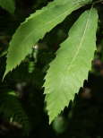 photo de feuilles de chataignier massif des maures