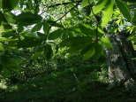 photo de feuilles de chataignier