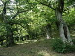 photo des chtaigniers dans le massif des maures