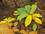 photo de feuilles de chtaignier