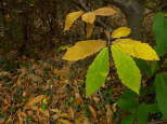 photographie feuilles chataignier