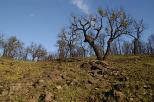 photo massif des maures incendies