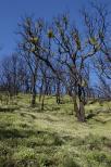 reprise vegetation apres incendies