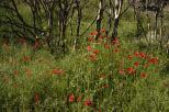 photo coquelicots fort brle