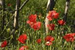 coquelicots foret brulee