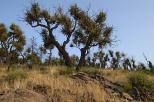 fort brle massif des maures