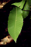 photo de feuilles de chataignier massif des maures