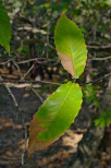 image de feuilles de chataignier