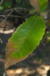 photo de feuille de chtaignier