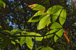 photographie feuilles chtaignier