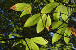 photographie feuilles chtaignier