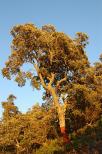 Picture of a cork tree in the light