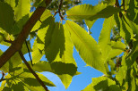 photo de feuilles de chtaignier massif des maures