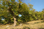 photo de chtaigneraie en automne