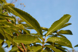 photo de feuilles de chtaignier