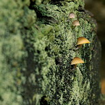 champignons sur tronc de châtaignier