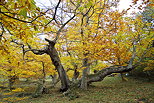 Image of chestnut trees with autumn colours in Provence forest