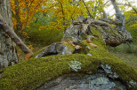 photo de chtaignier du massif des maures