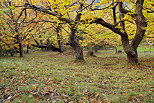 Photo de chtaigneraie en automne