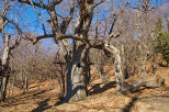 photo de chtaignier dans la fort des maures