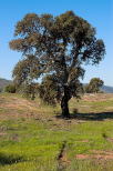 image de chne lige dans la plaine des maures