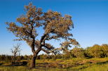 image de chne lige dans la plaine des maures