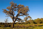 image de chne lige dans la plaine des maures