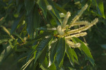 fleurs de chataignier du massif des maures