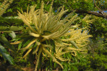 image de fleurs de chtaignier