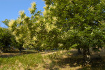 photo de chataignier en fleurs massif des maures