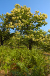 photographie de chataignier en fleurs massif des maures