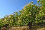 chataigneraie du massif des maures